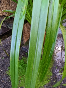 Cymbidiums have long, thin, light green, grass–like leaves that arch upright from the pot.