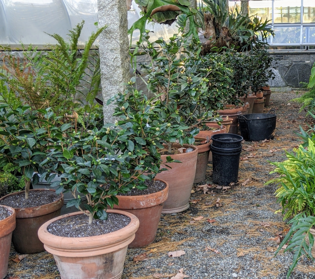 Repotting Camellias The Martha Stewart Blog