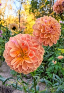 The Dahlia is named after the Swedish 18th century botanist Anders Dahl, who originally declared the flower a vegetable, as the tubers are edible.