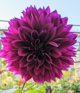 This dark magenta bloom is one of the bigger dahlias - these blooms can reach nearly 12-inches in diameter.