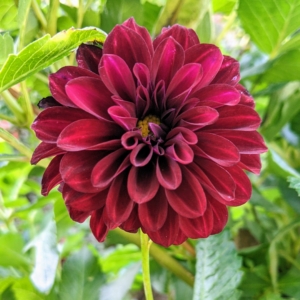 Here is one in dark burgundy. Like many flower varieties, there is also no pure black variety—only dark reds and dark purples.