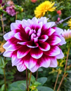 Dahlias are among my favorite flowers. They begin to bloom with great profusion just as other plants pass their prime, and they last right up until the first frost.