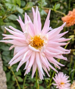 There are some 57,000 varieties of dahlia, with many new ones created each year. This is another cactus dahlia.