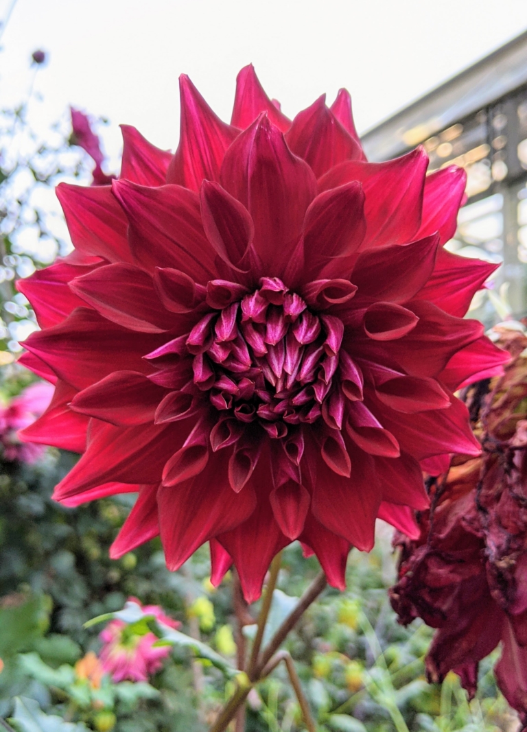 The Dahlias Keep On Blooming The Martha Stewart Blog