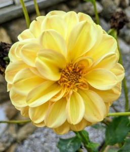 Dahlias are common wedding flowers, not only for their looks but also for their symbolic meaning. During the Victorian era, dahlias were a symbol of commitment and everlasting union. They are also used to represent inner strength, creativity, and elegance.