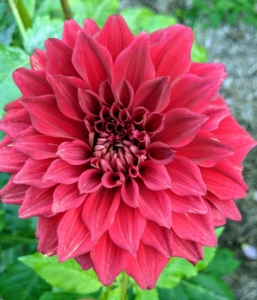 When planting dahlias, choose the location carefully – dahlias grow more blooms where they can have six to eight hours of direct sunlight. This dahlia garden is behind my vegetable greenhouse where it gets lots of sun and protection from strong winds.