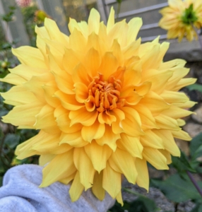 Dahlias vary in height, leaf color, form, and shape. This is because dahlias are octoploids, meaning they have eight sets of homologous chromosomes, whereas most plants have only two. Flowers come one head per stem. The blooms can be as small as two-inches in diameter or up to one foot across.