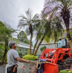 Pasang directs the moving of this large tropical. We always strap the containers onto the tractor bucket and then cushion it with a moving blanket. These plants and their pots are handled with the utmost care.