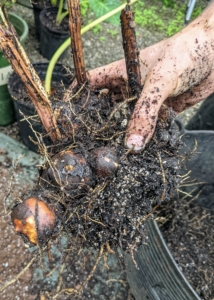 He brushes off any soil stuck to the rhizomes so he can see the joints where new rhizomes are growing. They usually break apart cleanly and easily. This one can now be repotted. Each section should have at least one eye and preferably some roots.