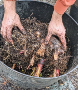 Like iris plants, canna rhizomes multiply quickly and eventually older rhizomes in the center of the mass can be choked out. Dividing perennial grown cannas keeps them growing in smaller healthier clumps. Brian divides it into smaller manageable pieces.