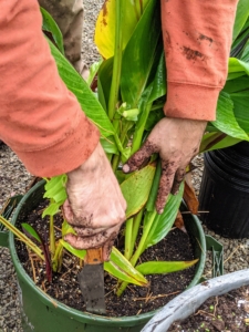 Here, Brian uses a long knife to cut around the inside of the pot to loosen the canna plant. Always do this first, so the plant comes out intact and the roots undisturbed.