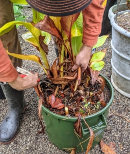 Using his pruners, Brian also cuts down the stems. Transplanting and dividing cannas should be done every few years to prevent overcrowding, disease, and pests.