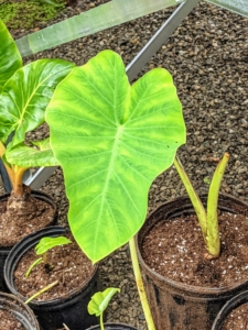 Alocasias are known for their distinctive and stunning foliage - broad heart or arrowhead-shaped, textured leaves that feature flat or wavy edges.