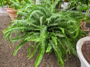 And here is one of several sword ferns, Polystichum munitum, the western swordfern, is an evergreen fern native to western North America, where it is one of the most abundant ferns. Each day, more and more plants are stored in the greenhouses all set for the winter ahead. We still have a lot more to put indoors, but I am glad we're getting it all done quickly, neatly, and efficiently.
