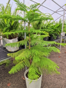 Norfolk Island pine trees, Araucaria heterophylla, make great houseplants. They are native to the South Pacific, so Norfolk Island pines prefer warmer, wetter climates between 65 and 70 degrees Fahrenheit - similar needs as my citrus trees.