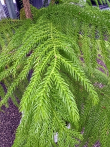 The foliage is medium green and needlelike with an awl shape.
