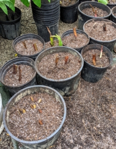 These are all potted, dormant cannas, tropical plants that are often planted for their colorful foliage varieties. In cool climates, canna bulbs are planted each spring, then in fall they are dug up, divided and stored away from the winter chill to be replanted again the next year.