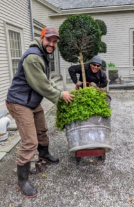 Here, Brian and Phurba move a topiary from my Winter House courtyard. These plants grow a little more each year, so the placement of these specimens will change every time they are stored.
