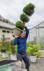 Domi carries another plant into the tropical greenhouse. This project of moving the plants indoors is a big undertaking and takes several days to complete.