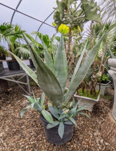 I have many agaves, including this blue agave with its beautiful gray-blue spiky fleshy leaves. Do you know... tequila is distilled from the sap of the blue agave?