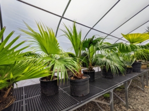 On the other side, a collection of Chinese fan palms, or fountain palms - a species of subtropical palm tree of east Asia.