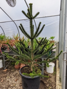 In a front corner is my monkey puzzle tree, Araucaria araucana. It is an evergreen tree native to central and southern Chile and western Argentina. Mature trees may reach 150-feet in height and have a trunk diameter of up to seven-feet.