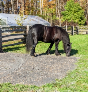 But he doesn't make much of the new gravel entrance - a good thing when it comes to horses. He goes straight to the nearby grass. This is actually a good sign - the new surface does not phase him one bit.