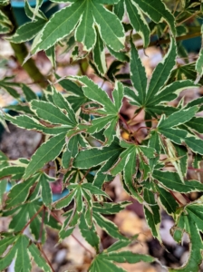 Some of the varieties in this group include Acer palmatum 'Beni Shichihenge' - a pink variegated Japanese maple. New growth emerges as a show stopping collage of red, pink, orange, cream and green and then changing to this nice cream and green. Later this fall, the color is a distinctive shade of orange. 'Beni shichihenge' grows as a beautiful vase shaped tree when young turning more round topped with age.