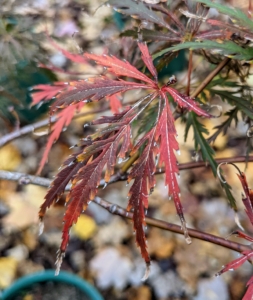 Acer palmatum var. dissectum 'Garnet' is a deciduous, graceful, small tree with lacy, deeply cut dark red leaves that retain their color into fall. This variety is very durable and vigorous with a pendulous, spreading growth habit.