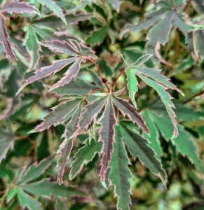Acer palmatum 'Roseo Marginatum' is a slow-growing, dome-shaped tree with blue-green leaves with deeply cut, often curved lobes, margined with shades of white and pink. Later this season, the foliage turns deep scarlet red.