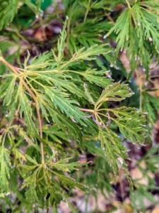 ‘Green Threadleaf’ maples have smooth branches and feather-soft green foliage that cascade to the ground.
