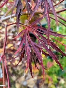 Acer palmatum 'Ever Red' is a charming dwarf tree with a delicate weeping form. The foliage holds beautiful deep red color throughout summer before dropping in fall.