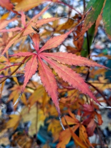 Acer palmatum 'Sumi Nagashi' is an upright, bright mauve red maple. It is a hardy and vigorous grower with a bold crimson red in fall. Here one can already see the changing color.