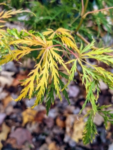 This is Acer palmatum var. dissectum 'Waterfall'. It displays beautifully cascading branches with large, finely cut green leaves and golden fall color.