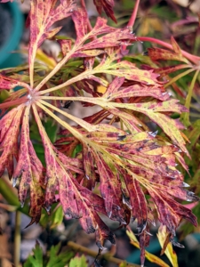 This gorgeous specimen is Acer japonicum 'Branford Beauty'. It shows off rich green, rounded leaves in spring and summer with seven to 11 pointed lobes sharply and irregularly toothed. This fall color is gorgeous mix of yellow and crimson.