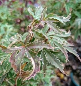 Acer palmatum 'Butterfly' is a slow growing shrub-like variety. It features silvery white margined green leaves on densely held branches. These leaves become scarlet magenta in late fall.