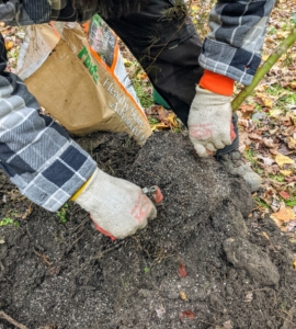 As with all the plants and trees we plant, we always scarify the root ball. Scarifying stimulates root growth. Essentially, Pasang breaks up small portions of the root ball to loosen the roots a bit and create some beneficial injuries. This helps the plant become established more quickly in its new environment.