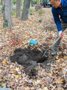 After the trees are positioned, Domi begins digging the holes. A crucial step in growing healthy trees is to plant them at the proper depth. Planting a tree too deep can kill it. Plant it only at its flare – the bulge just above the root system where the roots begin to branch away from the trunk.
