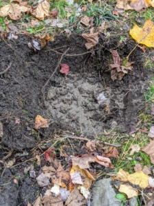 Once the depth of the hole is correct, the hole is amended with fertilizer. We use Roots with mycorrhizal fungi, which helps transplant survival and increases water and nutrient absorption.