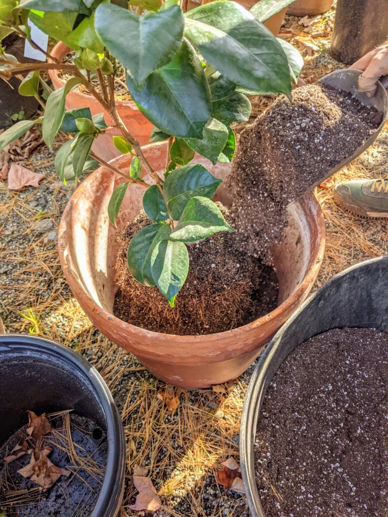 Repotting Camellias The Martha Stewart Blog