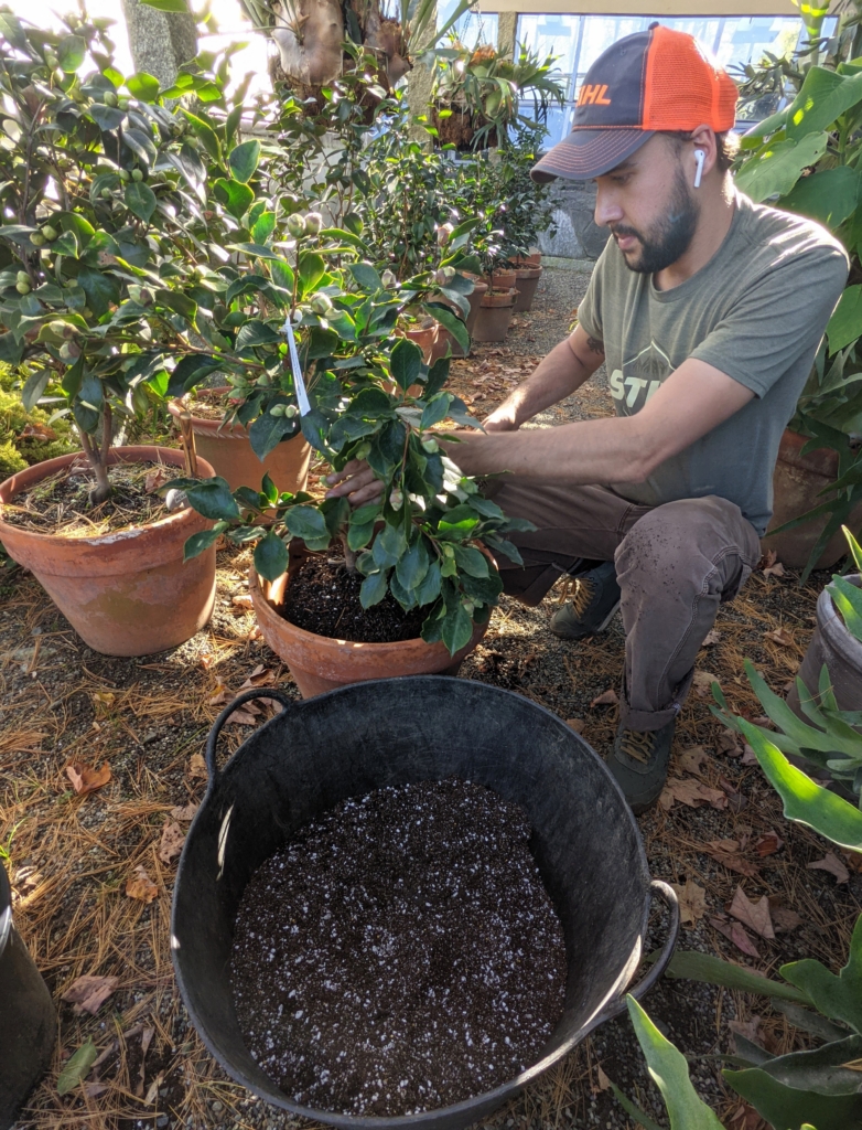 Repotting Camellias The Martha Stewart Blog