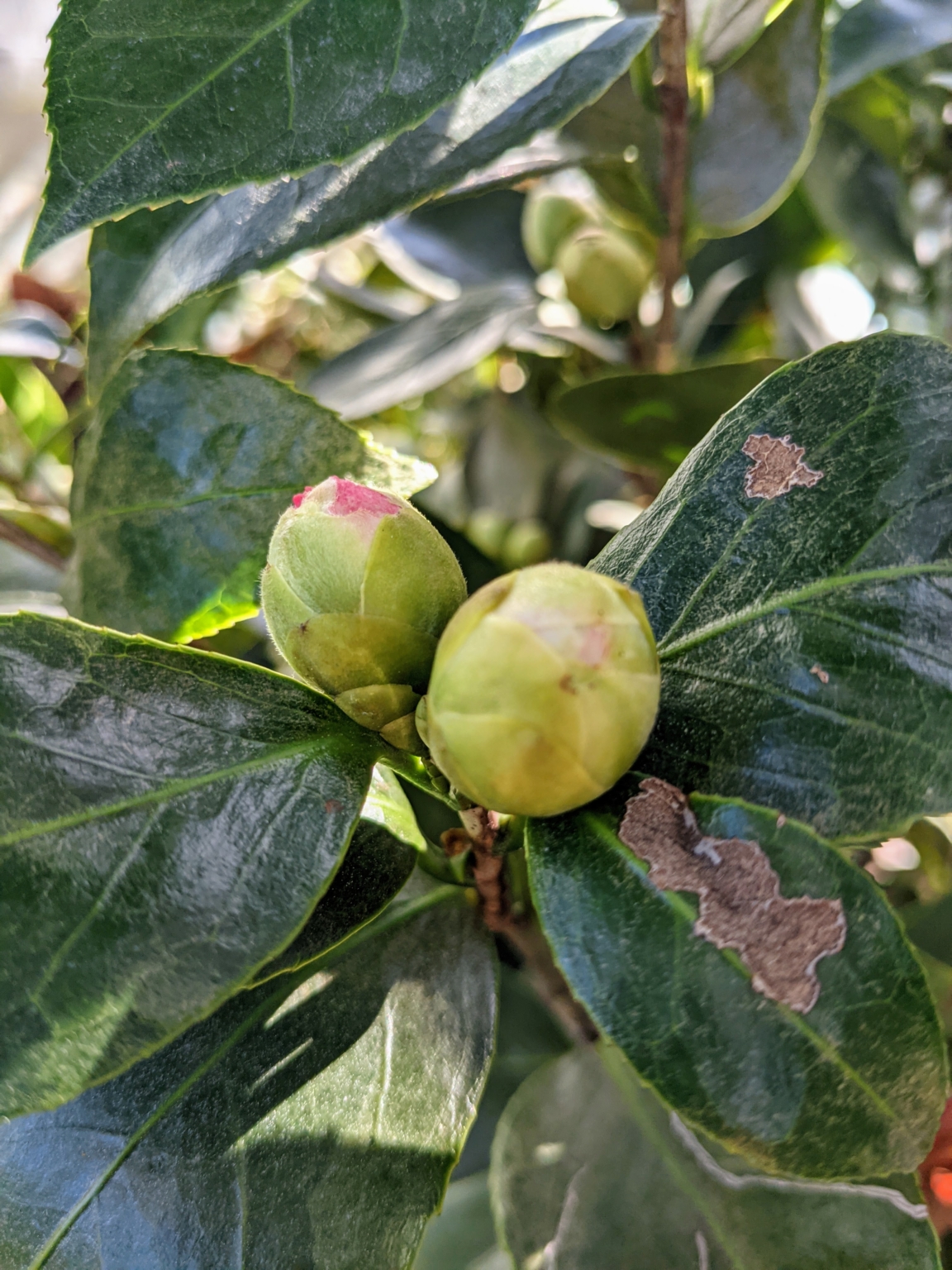 Repotting Camellias The Martha Stewart Blog