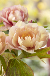 This Itoh peony is called 'Singing in the Rain,' which features huge, semi-double, creamy flowers delicately flushed in apricot-salmon. The flowers have a soft, pleasing scent, and are displayed on long stems, which are perfect for cutting. (Photo by Doreen Wynja for Monrovia)
