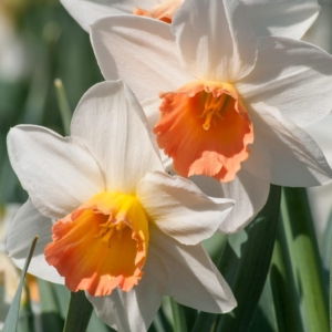 'Accent' was introduced more than 50 years ago. This cultivar is an elegant and prolific daffodil boasting star-shaped flowers that are four-inches across, adorned with slightly reflexed, ivory-white petals and a contrasting, frilled funnel-shaped cup of deep salmon pink. (Photo courtesy of Colorblends)