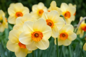 'Pipe Major' is a yellow and orange daffodil with an intense orange-red corona, surrounded by large waxy petals. It also blooms later than most extending the floral display. (Photo courtesy of Colorblends)