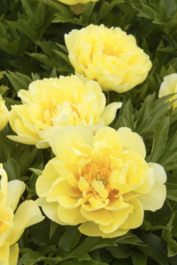 The varieties we received include this gorgeous 'Bartzella' Itoh peony. Itoh peonies are hybrids of herbaceous peonies and tree peonies. Dr. Toichi Itoh, a Japanese botanist, was the first person to successfully combine the pollen from a tree peony with the ovary of an herbaceous peony in the 1940s. This one features extra-large, vibrant yellow blooms. The outer layers are a lighter lemon meringue color, becoming a more rich yellow toward the center. And tucked within the fluffy blossoms are flares of red. 'Bartzella' also has a slightly spicy aroma. (Photo by Doreen Wynja for Monrovia)