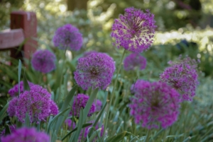 ‘Purple Sensation’ alliums are four-inch globes of rich purple flowers on tall stems. Also this year, we're planting Allium 'Atlas' and Allium 'Firmament.' (Photo courtesy of Colorblends)