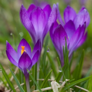 Crocus ‘Tommies’ are purple-pink early spring bloomers. The four-inch tall plants have egg-shaped blooms that open wide in the sun. Planted en masse, they create a carpet of color in late winter or very early spring. (Photo courtesy of Colorblends)