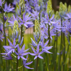 Camassia is a genus of plants in the asparagus family native to Canada and the United States. Common names include camas, quamash, Indian hyacinth, camash, and wild hyacinth. They grow to a height of 12 to 50 inches and vary in color from pale lilac or white to deep purple or blue-violet. (Photo courtesy of Colorblends)