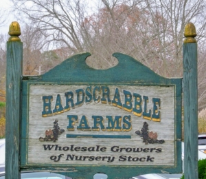 Hardscrabble Farms is located on Hardscrabble Road in North Salem, New York – a short drive from my home. Hardscrabble has a very diverse, and healthy inventory of beautiful trees, shrubs, and plants. I see something new and interesting every time I visit.